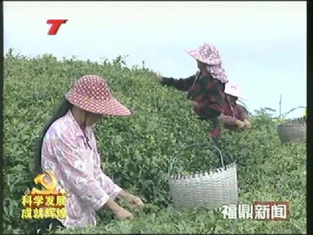 福鼎：打造质量安全生命线 助推白茶产业华丽转身