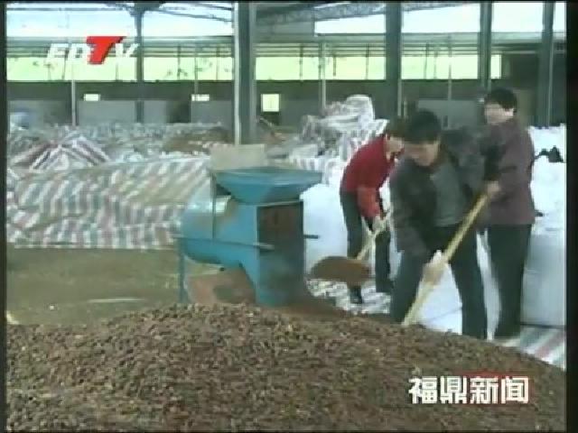 香港环球资本有限公司、江南大学专家莅鼎考察黄栀子产业