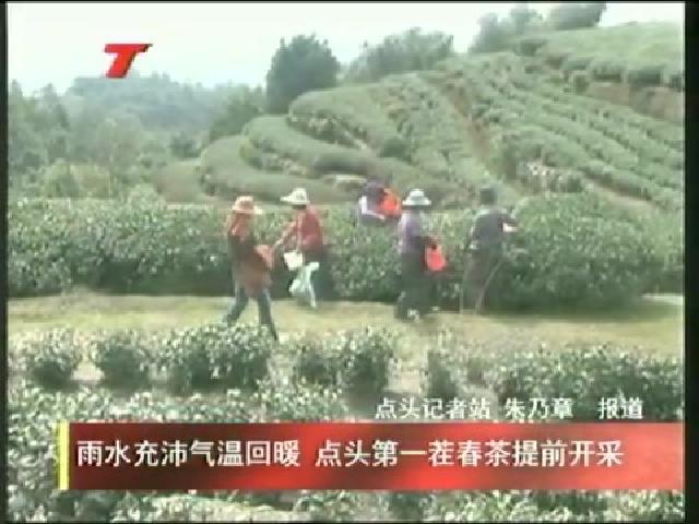 雨水充沛气温回暖 点头第一茬春茶提前开采