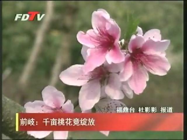 前岐：千亩桃花竞绽放