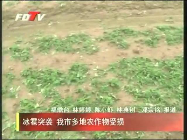 冰雹突袭 我市多地农作物受损