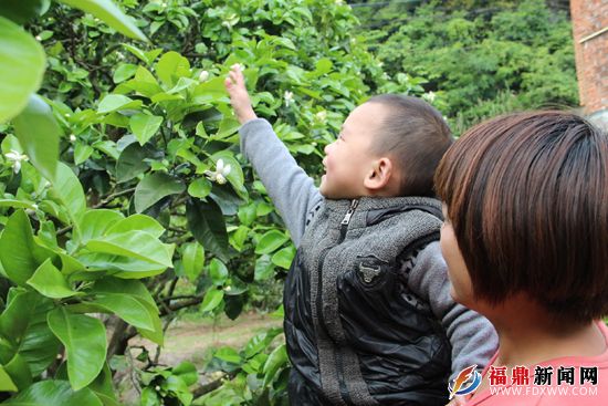 游客在欣赏四季柚花朵.JPG