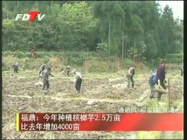 福鼎：今年种植槟榔芋2.5万亩比去年增加4000亩