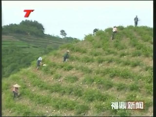 福鼎玉湖金银花合作社发展生态中药材带动农民增收