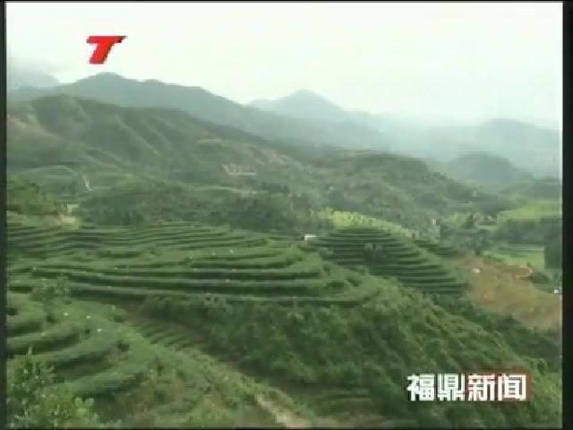 福鼎白茶：打造山地农业的新标杆