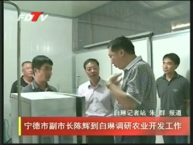 宁德市副市长陈辉到白琳调研农业开发工作