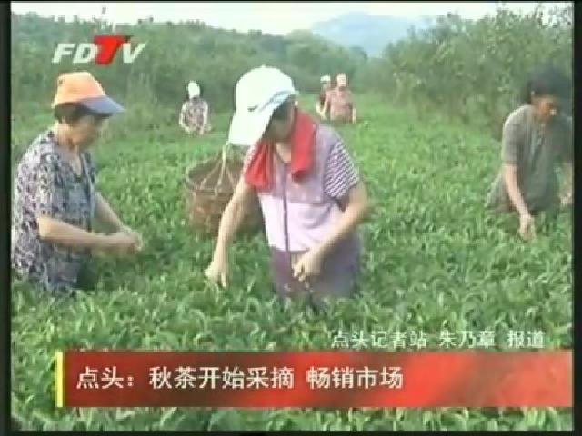 点头：秋茶开始采摘 畅销市场