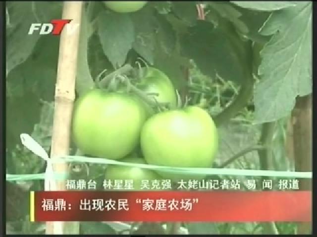 福鼎：出现农民“家庭农场”