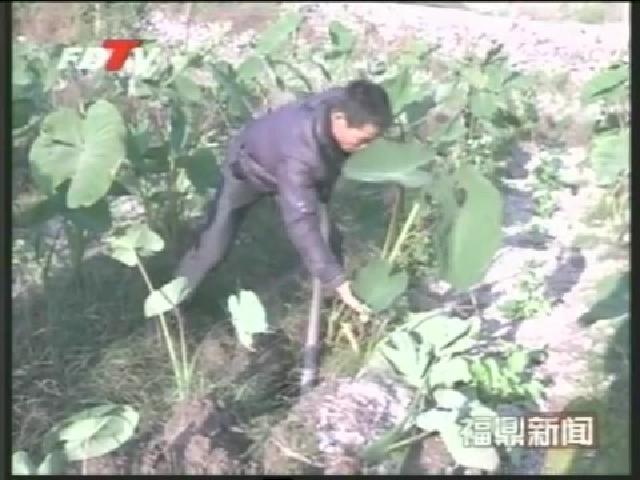 贯岭：6500亩槟榔芋获得好收成