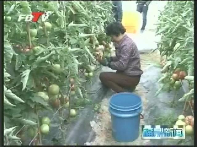 店下：西红柿采收上市 亩产比去年增加20%