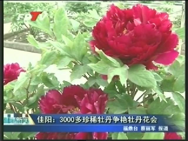 佳阳：3000多珍稀牡丹争艳牡丹花会