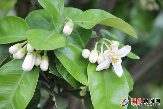 成都柚子花节在什么地方?柚子花图片