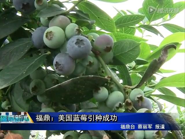 福鼎：美国蓝莓引种成功