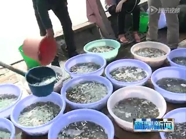 福鼎：增殖放流大黄鱼苗580万尾