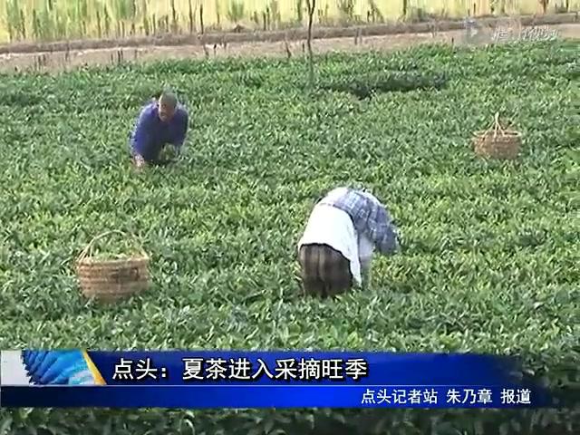 点头：夏茶进入采摘旺季