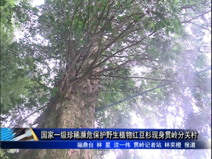 国家一级珍稀濒危保护野生植物红豆杉现身贯岭分关村