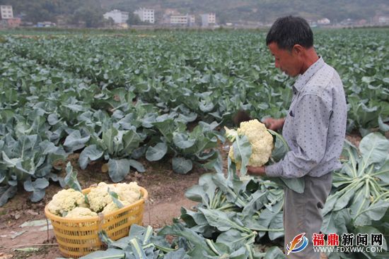 前岐:千亩花椰菜种植基地迎来丰收季