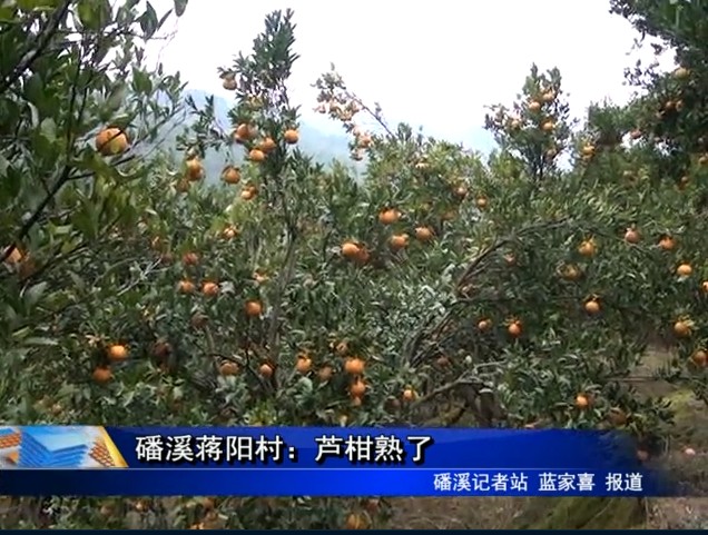 磻溪蒋阳村：芦柑熟了