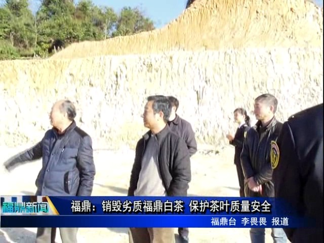 福鼎：销毁劣质福鼎白茶 保护茶叶质量安全