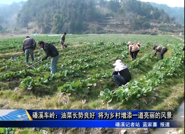 磻溪车岭：油菜长势良好 将为乡村增添一道亮丽的风景