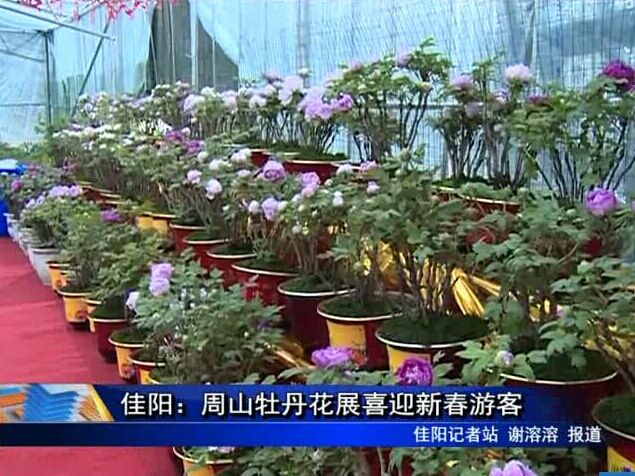 佳阳：周山牡丹花展喜迎新春游客