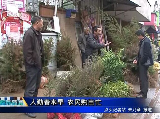 人勤春来早 农民购苗忙