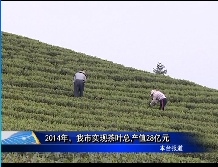 2014年，我市实现茶叶总产值28亿元
