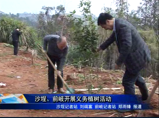 沙埕、前岐开展义务植树活动