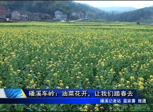 磻溪车岭：油菜花开，让我们踏春去