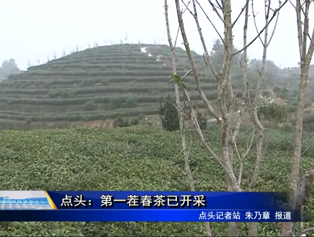 点头：第一茬春茶已开采