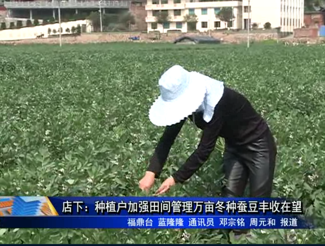 店下：种植户加强田间管理万亩冬种蚕豆丰收在望