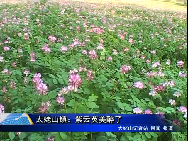 太姥山镇：紫云英美醉了