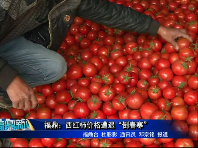 福鼎：西红柿价格遭遇“倒春寒”
