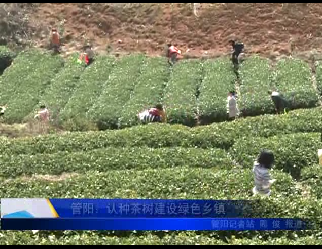 管阳：认种茶树建设绿色乡镇