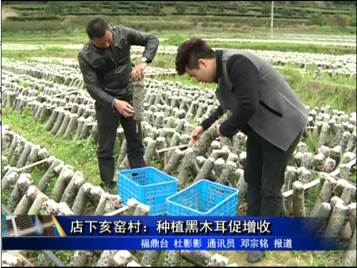 店下亥窑村：种植黑木耳促增收