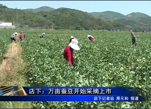 店下：万亩蚕豆开始采摘上市