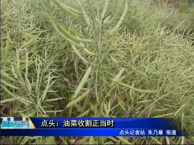 点头：油菜收割正当时