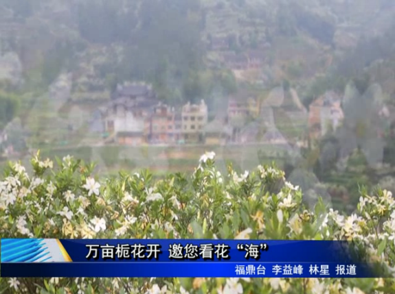 万亩栀花开 邀您看花“海”