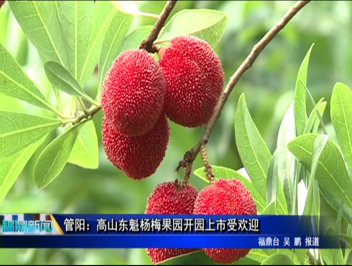 管阳：高山东魁杨梅果园开园上市受欢迎