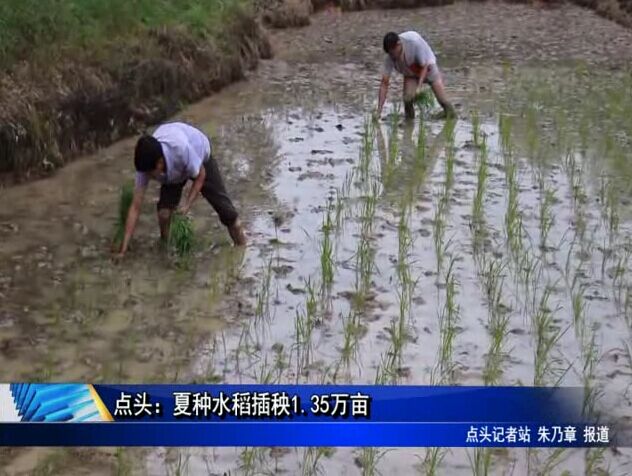 点头：夏种水稻插秧1.35万亩