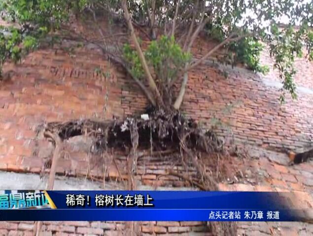 稀奇！榕树长在墙上