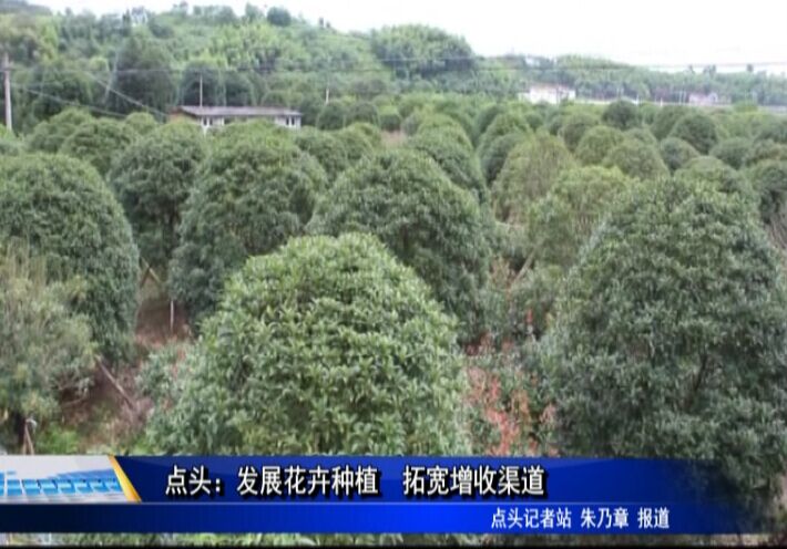 点头：发展花卉种植　拓宽增收渠道