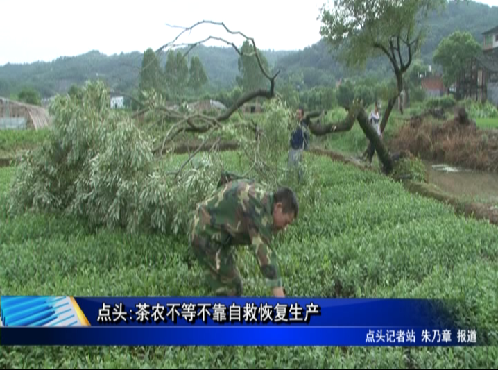 点头:茶农不等不靠自救恢复生产