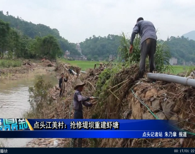 点头江美村：抢修堤坝重建虾塘