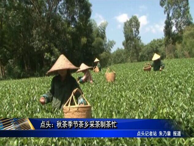 点头：秋茶季节茶乡采茶制茶忙