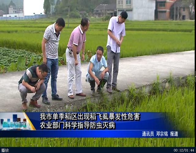我市单季稻区出现稻飞虱暴发性危害 农业部门科学指导防虫灭病