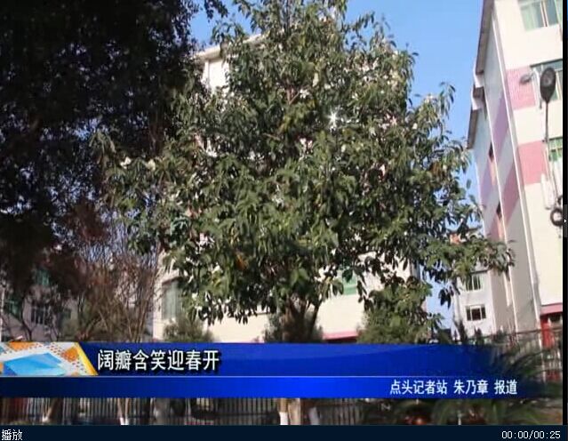 阔瓣含笑迎春开