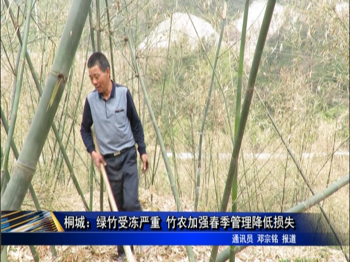 桐城：绿竹受冻严重 竹农加强春季管理降低损失