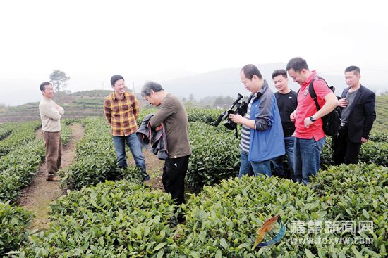 央視備戰(zhàn)福鼎開茶節(jié).jpg