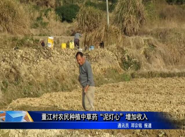 董江村农民种植中草药“泥灯心”增加收入